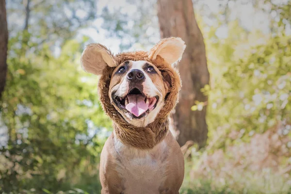 Funny Dog Portrait Bear Hat Photographed Outdoors Happy Smiling Staffordshire — Stock Photo, Image