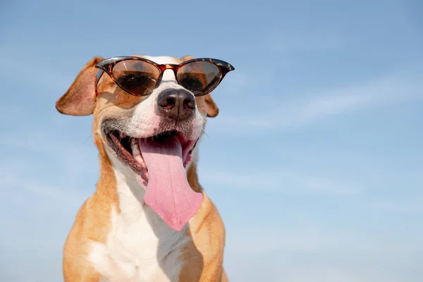 Yazın Açık Havada Güneş Gözlüklü Komik Köpek Şirin Personel Teriyeri — Stok fotoğraf