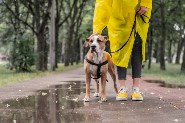 Walking Dog Yellow Raincoat Rainy Day Female Person Staffordshire Terrier — Stock Photo, Image