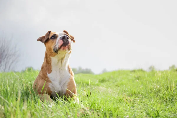 Perro Gracioso Campo Primavera Retrato Terrier Staffordshire Acostado Sobre Una —  Fotos de Stock