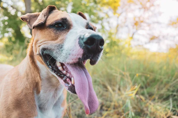 Lycklig Hund Naturen Porträtt Helati Söt Staffordshire Terrier Med Tungan — Stockfoto