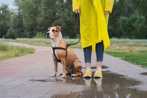Paseando Perro Impermeable Amarillo Día Lluvioso Mujer Persona Staffordshire Terrier —  Fotos de Stock