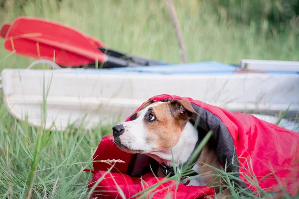 Kamp alanında kano teknesinin önünde bir köpek uyku tulumunun içinde dinleniyor. Evcil hayvan konseptiyle aktif dinlenme: Amerikan personeli teriyeri kayak nehri gezisinde.