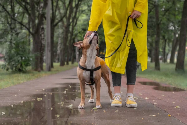 Passear Cão Capa Amarela Dia Chuvoso Pessoa Feminina Cão Terrier — Fotografia de Stock
