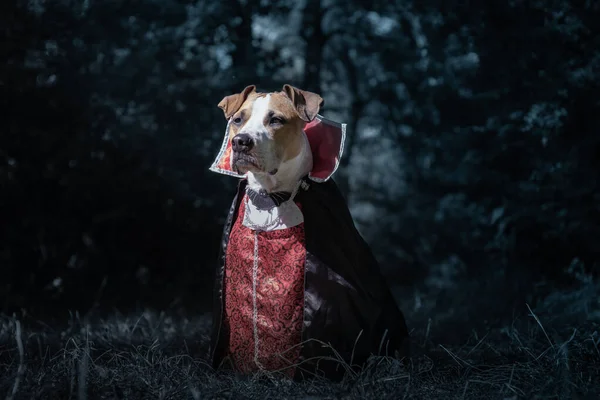 Beautiful Dog Dressed Vampire Dark Moonlit Forest Cute Staffordshire Terrier — Stock Photo, Image