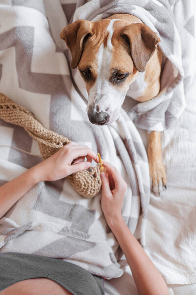Spending time in bed and doing knitting, lazy cozy sleep-in concept. Female person lays in bed with a cute dog and enjoys her hobby, person's point of view