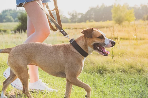 Berjalan Anjing Lapangan Wanita Muda Dalam Celana Pendek Berjalan Staffordshire — Stok Foto
