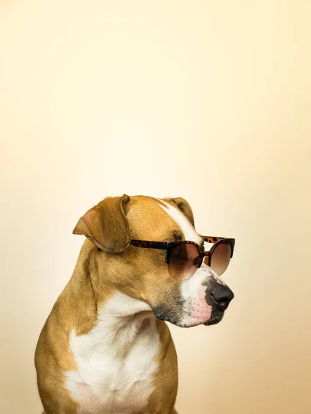 Divertido Perro Staffordshire Terrier Gafas Sol Estudio Foto Pitbull Terrier —  Fotos de Stock