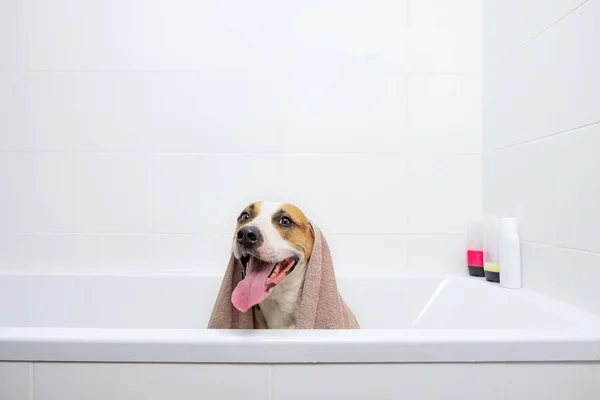 Cão Uma Banheira Embrulhada Uma Toalha Dar Banho Para Conceito — Fotografia de Stock