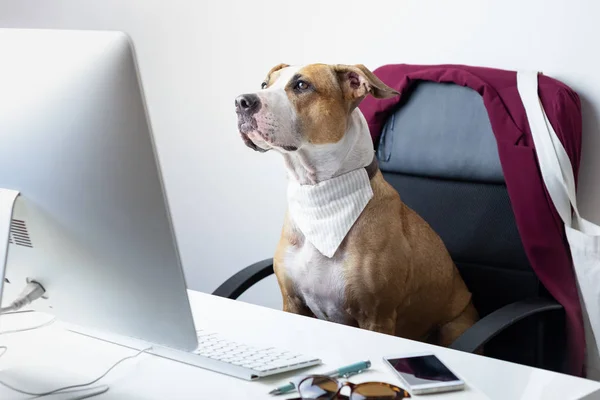 Söt Hund Sitter Kontorsstol Modern Arbetsplats Att Till Jobbet Med — Stockfoto