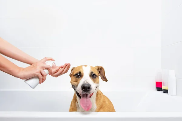 Cão Engraçado Tomando Banho Cuidar Animais Estimação Casa Conceito Treinado — Fotografia de Stock