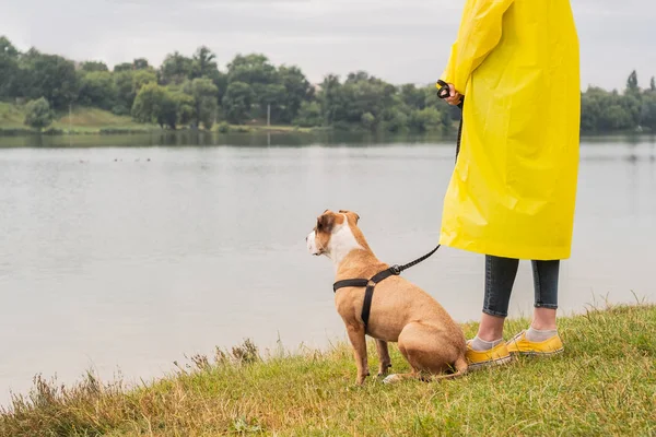 Woman Yellow Raincoat Shoes Walks Dog Rain Urban Park Lake — Stock Photo, Image