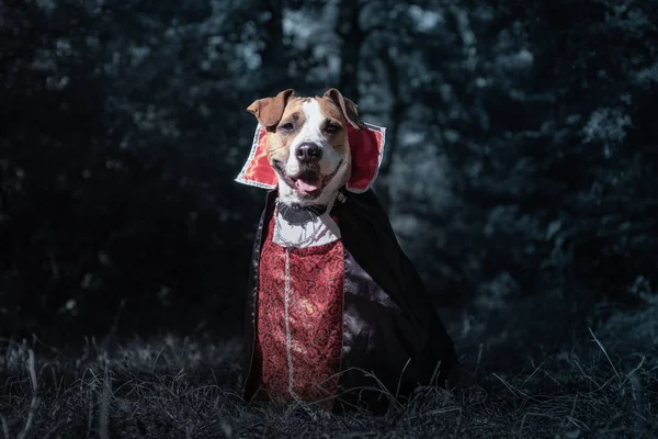 Cute Dog Dressed Vampire Dark Moonlit Forest Smiling Staffordshire Terrier — Stock Photo, Image