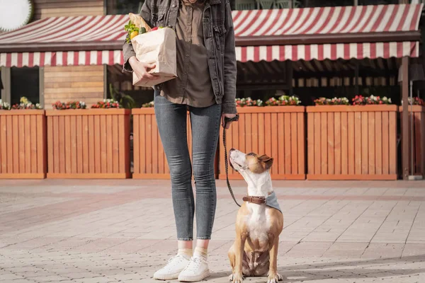 Comprar Comida Con Perro Entrenado Joven Mujer Bonita Con Pitbull —  Fotos de Stock