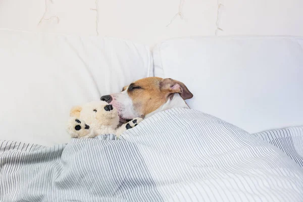 Lindo Perro Durmiendo Cama Con Oso Juguete Esponjoso Staffordshire Terrier — Foto de Stock