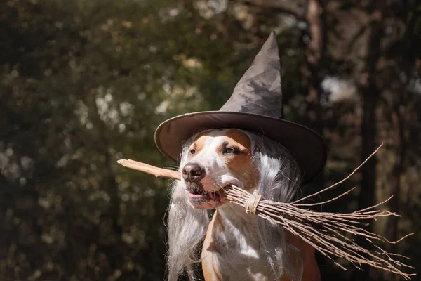 Cute Dog Witch Hat Holding Broomstick Portrait Beautiful Staffordshire Terrier — Stock Photo, Image