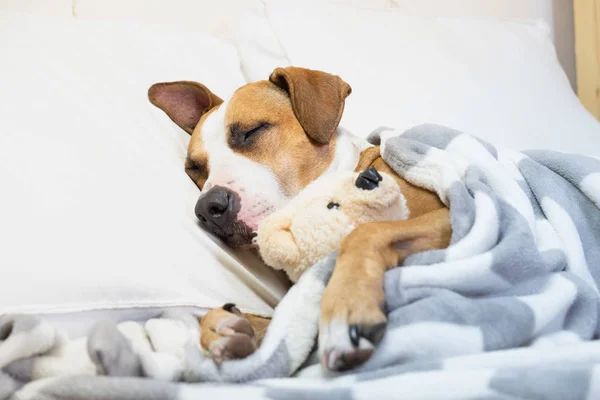 Sleepy Cute Anjing Tempat Tidur Dengan Boneka Beruang Berbulu Anjing — Stok Foto