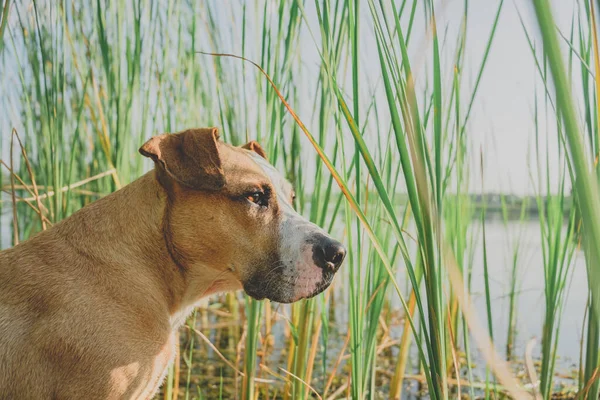 Portrét Psa Jezera Zelené Trávě Staffordshire Teriér Příjemným Volný Čas — Stock fotografie