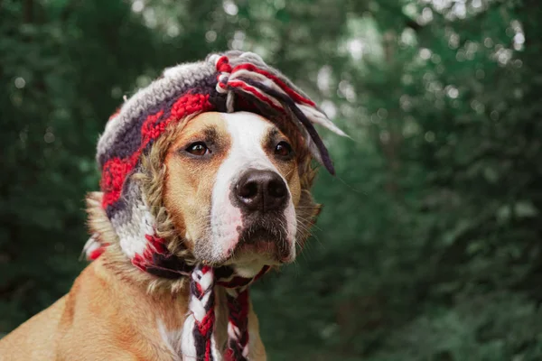 Hermoso Perro Divertido Sombrero Aire Libre Héroe Disparo Lindo Staffordshire —  Fotos de Stock