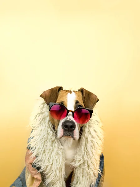 Funny Staffordshire Terrier Dog Portrait Sunglasses Hippy Coat Studio Photo — Stock Photo, Image