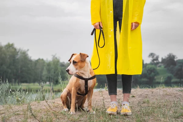 งในเส นฝนส เหล องและรองเท าเด ขในสายฝนท สวนสาธารณะใกล ทะเลสาบ งสาวและล Pitbull — ภาพถ่ายสต็อก