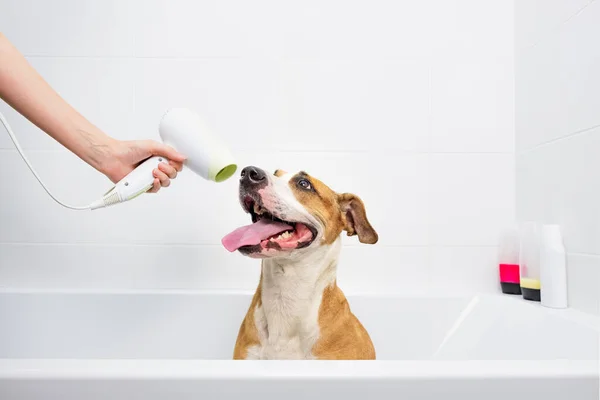 Cão Engraçado Tomando Banho Cuidar Animais Estimação Casa Conceito Treinado — Fotografia de Stock