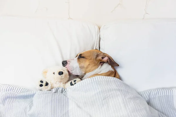 Lindo Perro Durmiendo Cama Con Oso Juguete Esponjoso Staffordshire Terrier — Foto de Stock