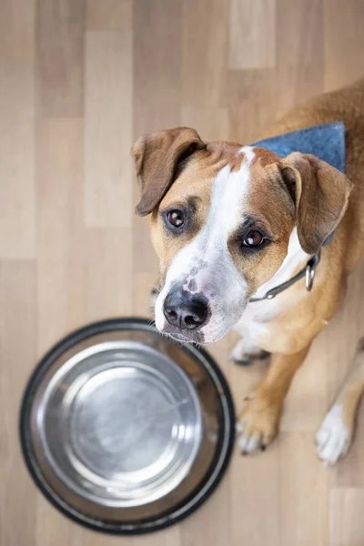 Anak Anjing Lapar Duduk Lantai Dekat Mangkuk Makanan Kosong Dan — Stok Foto