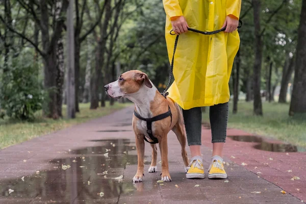 Paseando Perro Impermeable Día Lluvioso Mujer Persona Staffordshire Terrier Perro —  Fotos de Stock