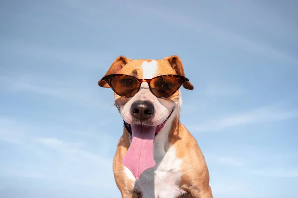 Funny dog in sunglasses portrait. Cute staffordshire terrier posing in retro eyeglasses and smiling, summer vacation and holidays concept