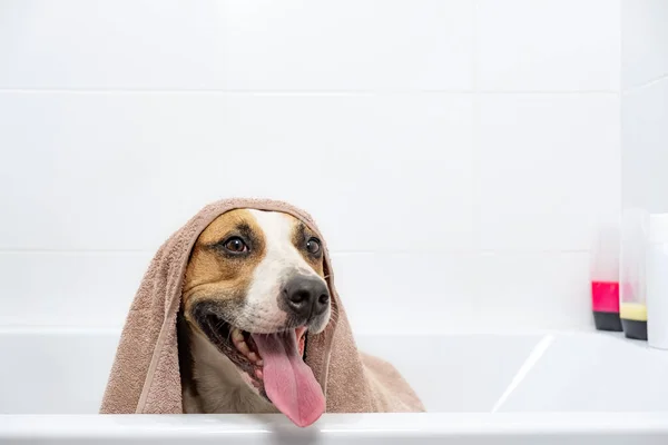 Portrét Psa Vaně Zabaleného Ručníku Dát Koupel Domácím Mazlíčkům Koncept — Stock fotografie