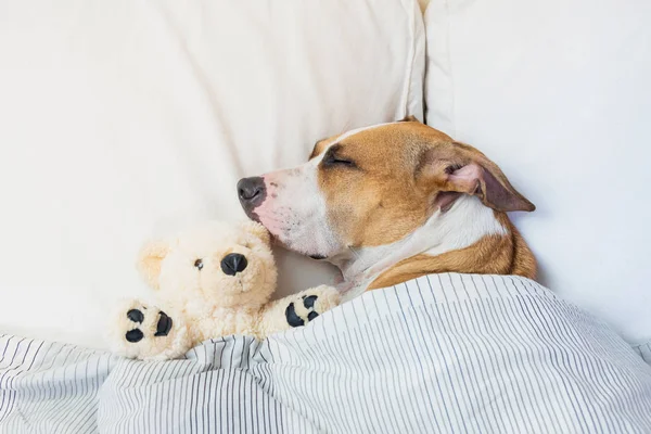 可爱的狗和毛绒玩具熊睡在床上 斯塔福德郡的小狗在家里干净的白色卧室里休息 — 图库照片