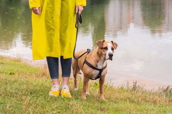 Mujer Con Impermeable Amarillo Zapatos Pasea Perro Bajo Lluvia Parque — Foto de Stock
