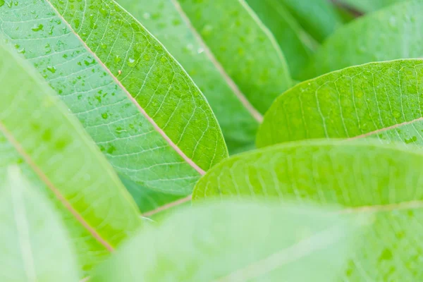 Green leaves covered in drops of dew, selective focus. Vivid green colors of plants, freshness, pure nature concept