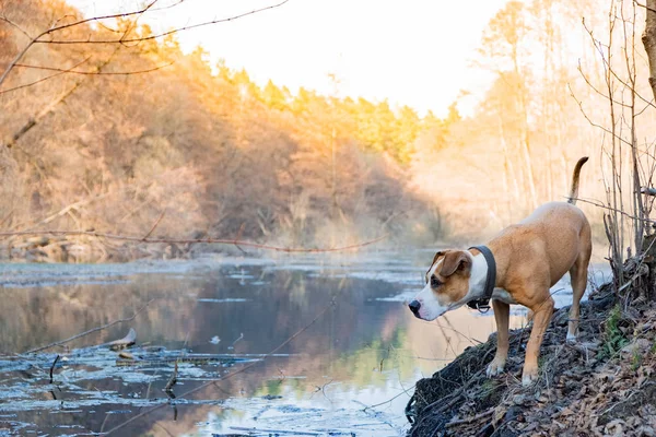 Perro Explora Disfruta Hermosa Naturaleza Perro Doméstico Raza Mixta Cerca —  Fotos de Stock