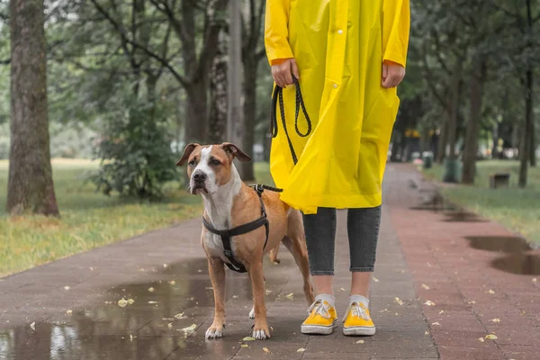 Paseando Perro Impermeable Día Lluvioso Mujer Persona Staffordshire Terrier Perro —  Fotos de Stock