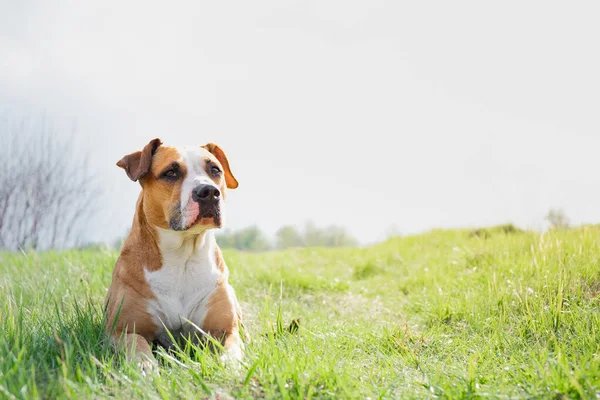 Słodki Pies Polu Wiosnę Portret Staffordshire Terrier Leżącego Pięknej Zielonej — Zdjęcie stockowe