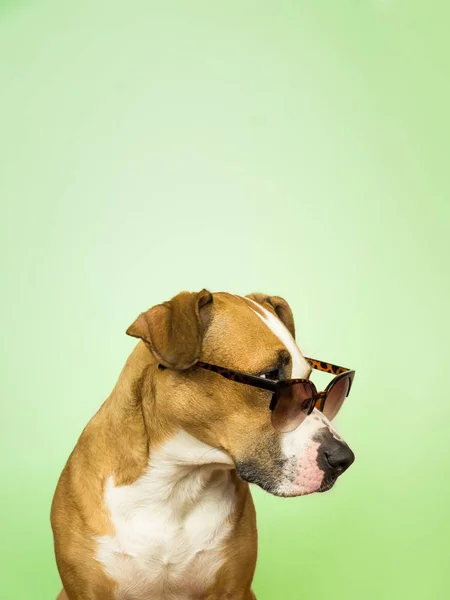 Αστεία Staffordshire Terrier Σκυλί Γυαλιά Ηλίου Studio Φωτογραφία Του Pitbull — Φωτογραφία Αρχείου