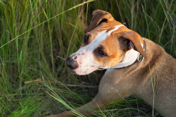 Staffordshire Terrier Hundporträtt Naturparken Söt Blandras Valp Som Ligger Grönt — Stockfoto