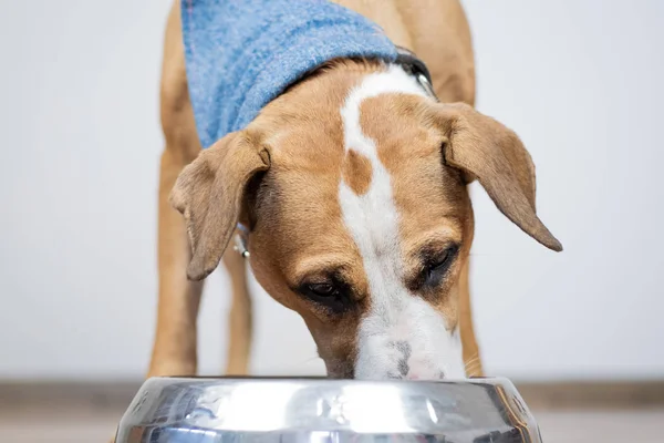 Dog Eating Food Its Bowl Room Cute Young Staffordshire Terrier — Stock Photo, Image