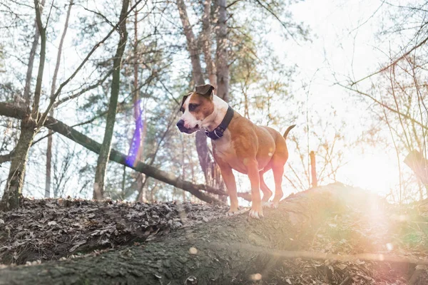 Dog Forest Standing Log Light Color Edited Backlight Shot Mixed — Stock Photo, Image