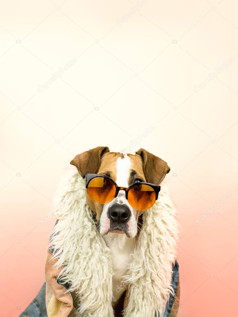 Funny staffordshire terrier dog portrait in sunglasses and hippy coat. Studio photo of pitbull terrier puppy in bright color summer eyeglasses posing in front of pink background