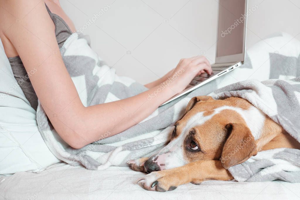 Spending time in bed and telecommuting, lazy cozy sleep-in concept. Female person lays in bed with a cute puppy and works or surfs in a laptop