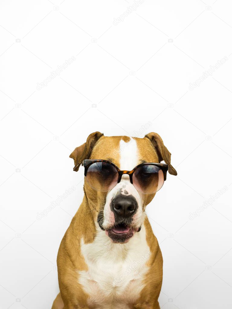 Funny staffordshire terrier dog in sunglasses. Studio photo of pitbull terrier puppy in summer eyeglasses posing in front of neutral background