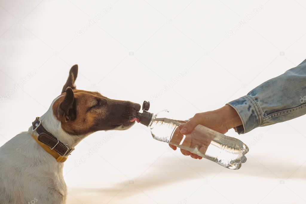 The pet owner gives water to the dog on a hot summer day. Human hand with a water bottle gives a drink to the dog against the setting sun, concept of pet care