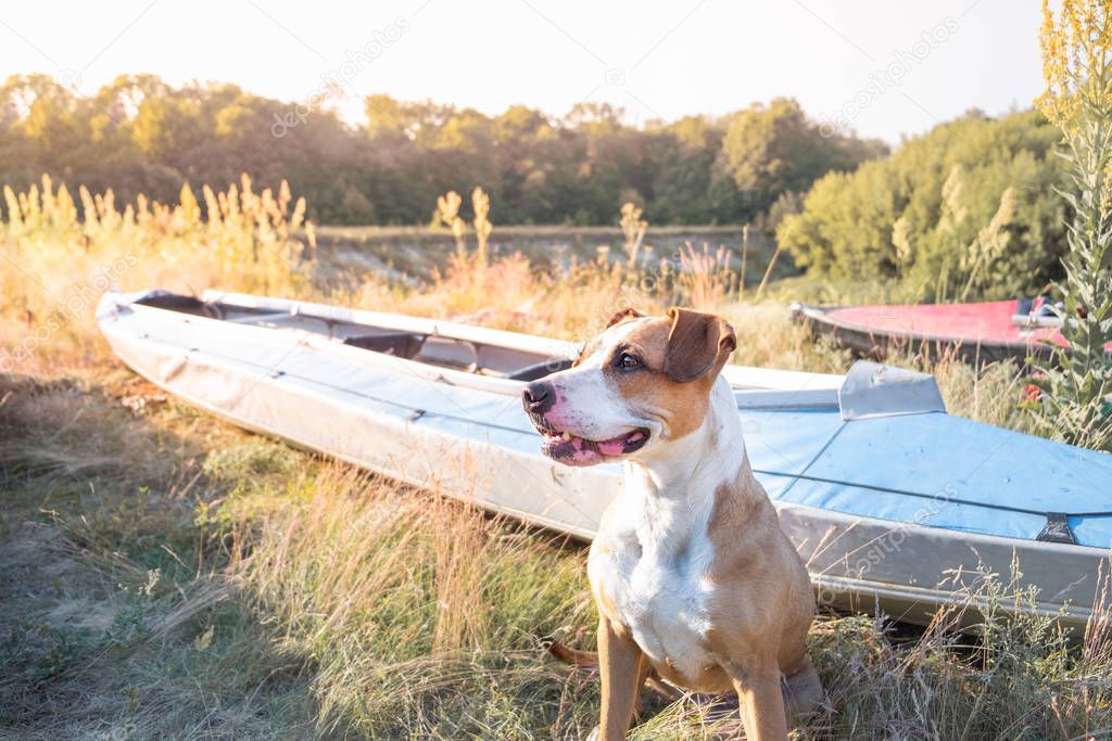 A dog sits in front of canoe boats in beautiful evening light. Active rest with domestic pets concept: american staffordshire terrier at a kayaking river trip