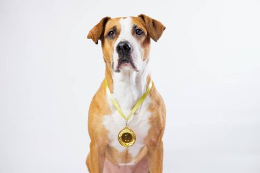 Altın madalya kazanan sevimli köpek. Köpek madalyayla poz veriyor. Kahraman olarak hizmet eden hayvan ve köpek kavramı