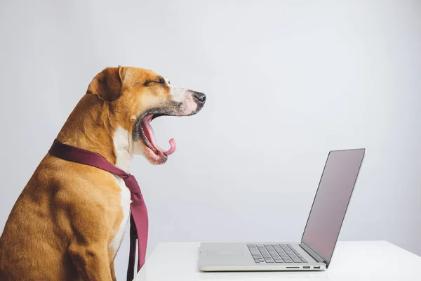 Bossy Cerca Cane Cravatta Seduto Alla Scrivania Del Computer Ufficio — Foto Stock