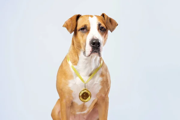 Słodki Pies Złotym Medalu Pies Pozował Medalem Koncepcja Służby Zwierząt — Zdjęcie stockowe