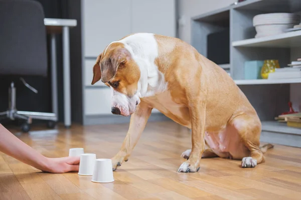 Chien Jouant Jeu Coquille Avec Humain Concept Entraînement Animal Compagnie — Photo